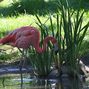 American Flamingo