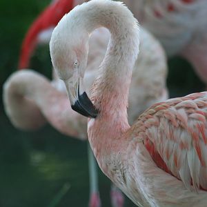 Chilean Flamingo