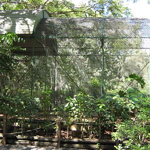 aviary for ornate flying fox (Pteropus ornatus)