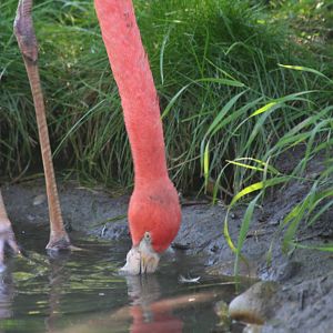 American Flamingo