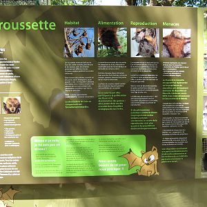 informational signboard about flying foxes (fruit bats)