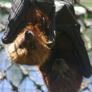 ornate flying foxes (Pteropus ornatus)