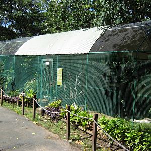 aviary for New Caledonian friarbirds (Philemon diemenensis)