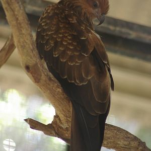 whistling kite (Haliastur sphenurus)