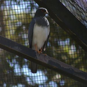 white-bellied goshawk (Accipiter haplochrous)