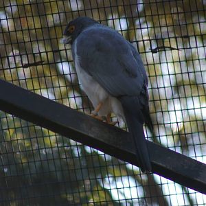white-bellied goshawk (Accipiter haplochrous)