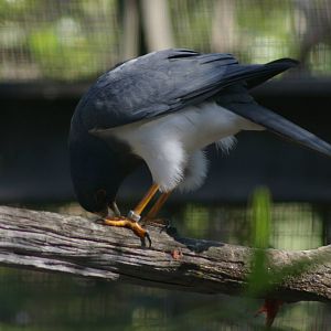 white-bellied goshawk (Accipiter haplochrous)