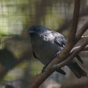 striated starling (Aplonis striata)