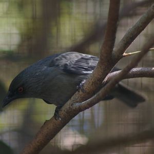 striated starling (Aplonis striata)