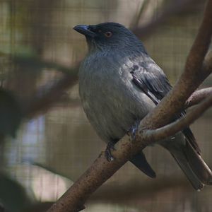 striated starling (Aplonis striata)