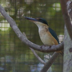 sacred kingfisher (Todiramphus sanctus canacorum)