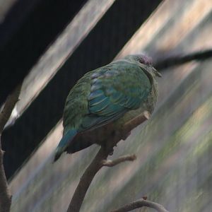 red-bellied fruit dove (Ptilinopus greyii)