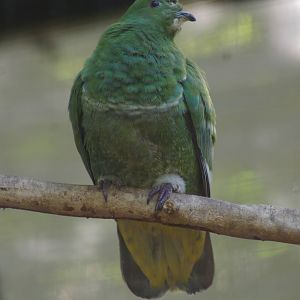 female cloven-feathered dove (Drepanoptila holosericea)