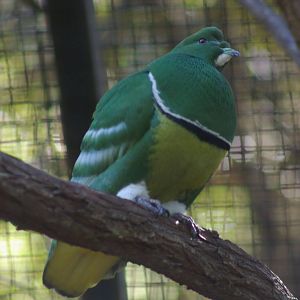 male cloven-feathered dove (Drepanoptila holosericea)