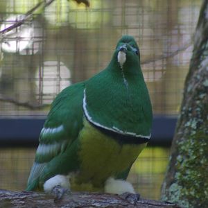 male cloven-feathered dove (Drepanoptila holosericea)