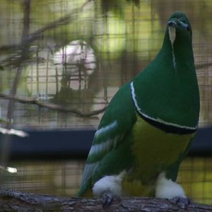 male cloven-feathered dove (Drepanoptila holosericea)