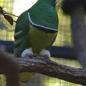 male cloven-feathered dove (Drepanoptila holosericea)