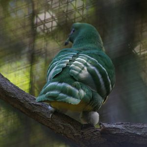 male cloven-feathered dove (Drepanoptila holosericea)