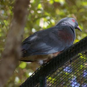New Caledonian imperial pigeon (Ducula goliath)