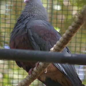New Caledonian imperial pigeon (Ducula goliath)