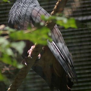 New Caledonian imperial pigeon (Ducula goliath)