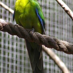 New Caledonian parakeet (Cyanoramphus saissetti)