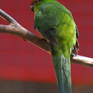New Caledonian parakeet (Cyanoramphus saissetti)