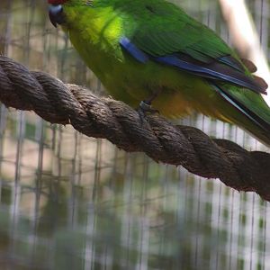 New Caledonian parakeet (Cyanoramphus saissetti)
