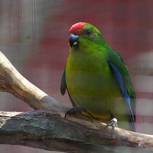 New Caledonian parakeet (Cyanoramphus saissetti)