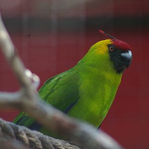 horned parakeet (Eunymphicus cornutus)
