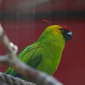 horned parakeet (Eunymphicus cornutus)