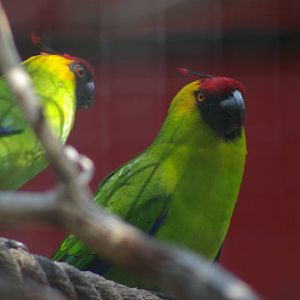 horned parakeets (Eunymphicus cornutus)