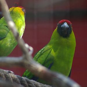 horned parakeets (Eunymphicus cornutus)