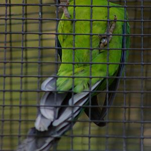 Ouvea horned parakeet (Eunymphicus uvaeensis)