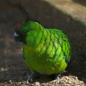 Ouvea horned parakeet (Eunymphicus uvaeensis)