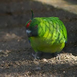 Ouvea horned parakeet (Eunymphicus uvaeensis)