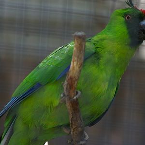 Ouvea horned parakeet (Eunymphicus uvaeensis)