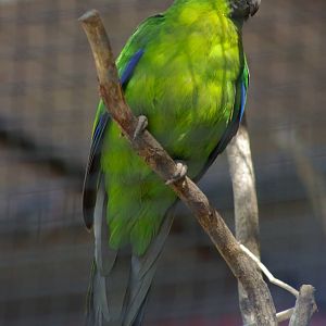 Ouvea horned parakeet (Eunymphicus uvaeensis)