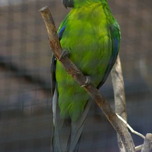 Ouvea horned parakeet (Eunymphicus uvaeensis)