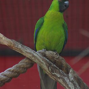 Ouvea horned parakeet (Eunymphicus uvaeensis)