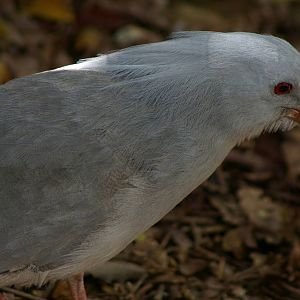 kagu (Rhynochetos jubatus)