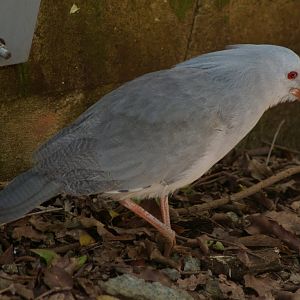 kagu (Rhynochetos jubatus)