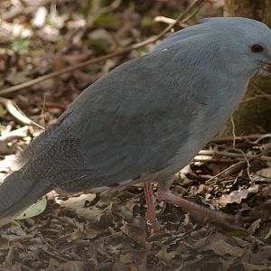 kagu (Rhynochetos jubatus)