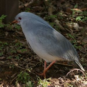 kagu (Rhynochetos jubatus)