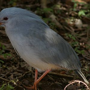 kagu (Rhynochetos jubatus)