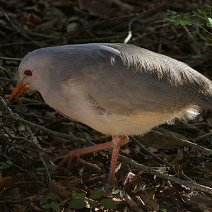 kagu (Rhynochetos jubatus)