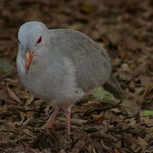 kagu (Rhynochetos jubatus)