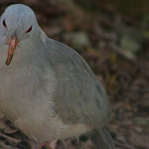 kagu (Rhynochetos jubatus)