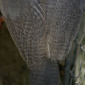 kagu (Rhynochetos jubatus)