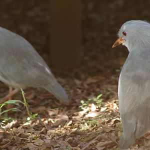 kagu (Rhynochetos jubatus)